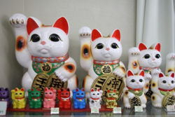 [강이석의 세계동물보호법] '고양이 천국' 일본의 동물보호법은?