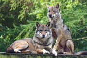 英동물원, 리더 늑대 죽자 나머지도 안락사시켜 논란