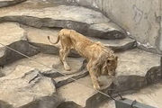 중국 동물원 '뼈만 남아 휘청거리는 수사자' 영상 논란